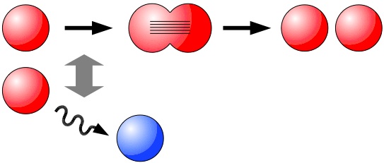 Anti-correlated proximal cell fates