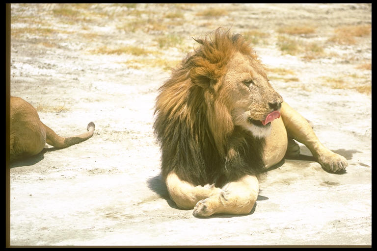 lions at lunchtime book report lions at lunchtime book report