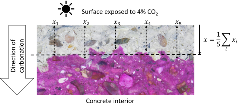 Concrete sample with upper surface exposed to CO<sub>2</sub>. The carbonation front is revealed using 1% phenolphthalein in ethanol indicator solution (magenta when not carbonated).