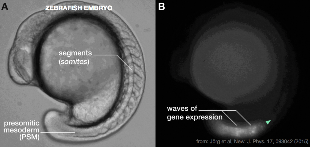 Research Image