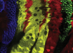 cholesteric liquid crystal